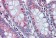 Anti-BACE2 Antibody (C-Terminus) IHC-plus™ MX-B3764