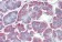 Anti-BACE2 Antibody (C-Terminus) IHC-plus™ MX-B3764