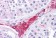 Anti-BACE1 / BACE Antibody (aa72-121) IHC-plus™ MX-B4664