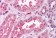 Anti-BACE2 Antibody (aa44-59) IHC-plus™ MX-B744
