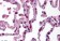 Anti-BACE2 Antibody (aa44-59) IHC-plus™ MX-B744