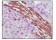 Vimentin Primary Antibody MP20301 [M4F2E9]