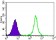 TBLR1 Primary Antibody MP20444 [M5A9G10]