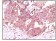 FGF2 Primary Antibody MP20059 [M2H5G2C11]