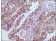 GSTP1 Primary Antibody MP20099 [M3F2C2]