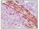 Vimentin Primary Antibody MP20118 [M9E7E7]