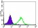 WDR66 Primary Antibody MP30488 [M2A6F7]