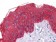 Cytokeratin (Pan) Primary Antibody MP20143 [M7H8C4]