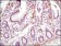LPP Primary Antibody MP20178 [M8B3A11]