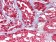 Glucose-6-phosphate isomerase Primary Antibody MP20198 [M1B7D7]