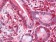 PAR4 Primary Antibody MP20213 [M3G9H7]