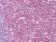 KARS Primary Antibody MP20238 [M8G12C1]