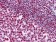 MDM4 Primary Antibody MP20247 [M2D10F4]