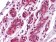 EphA7 Primary Antibody MP20275 [M6C8G7]