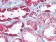 Cytokeratin 8 Primary Antibody MP20280 [M8A5D12]