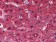 BHMT Primary Antibody MP20285 [M8C11H5]