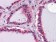 LAMB1 Primary Antibody MP20287 [M2D9G5]