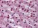 STAT3 Primary Antibody MP20293 [M7G3H4]