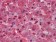 LPA Primary Antibody MP20294 [M8F6A9]