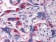 PEG10 Primary Antibody MP20295 [M1B1C4]