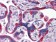 PEG10 Primary Antibody MP20296 [M4C10A7]