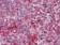 FGR Primary Antibody MP20318 [M6G2]