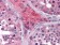 ApoO Primary Antibody  MP20321 [M2F1]