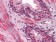 LCN1 Primary Antibody MP20329 [M10B10]