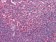 CD80 Primary Antibody MP20341 [M2A2]