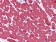 MYL3 Primary Antibody MP20342  [M3F8]