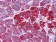 REG1A Primary Antibody MP20353 [M1A4]