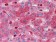 RTN3 Primary Antibody MP20357 [M10A8]
