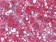 WNT1 Primary Antibody MP20378 [M10C8]