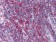 Metadherin Primary Antibody MP20407 [M2F11C3]