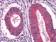 EGF Primary Antibody MP20414 [M9D7F11]