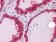 ST13 Primary Antibody MP20419 [M3B10]