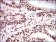 TRIM28 Primary Antibody MP20436 [M3G10A3]