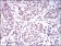 TRIM28 Primary Antibody MP20436 [M3G10A3]