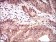 PPP1CC Primary Antibody MP20438 [M3D5C7]