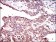 PPP1CC Primary Antibody MP20438 [M3D5C7]