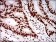 KIAA1967 Primary Antibody MP20439 [M1A9G12]