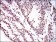 HNRNPU Primary Antibody MP20440 [M1C5H11]