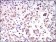 HNRNPU Primary Antibody MP20440 [M1C5H11]