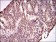 RASSF1 Primary Antibody MP20441 [M4G9A3]