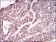 PPP2CB Primary Antibody MP20443 [M4D2C7]
