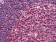 Pirh2 Primary Antibody MP30005 [M1H10]