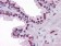 Androgen receptor Primary Antibody MP30007 [M2H8]