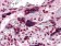 CSF1 Primary Antibody MP30008 [M2D10]