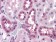 p44/42 MAPK (Erk1/2) Primary Antibody MP30014 [M3F8]