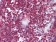 CD247 Primary Antibody MP30017 [M4B10]